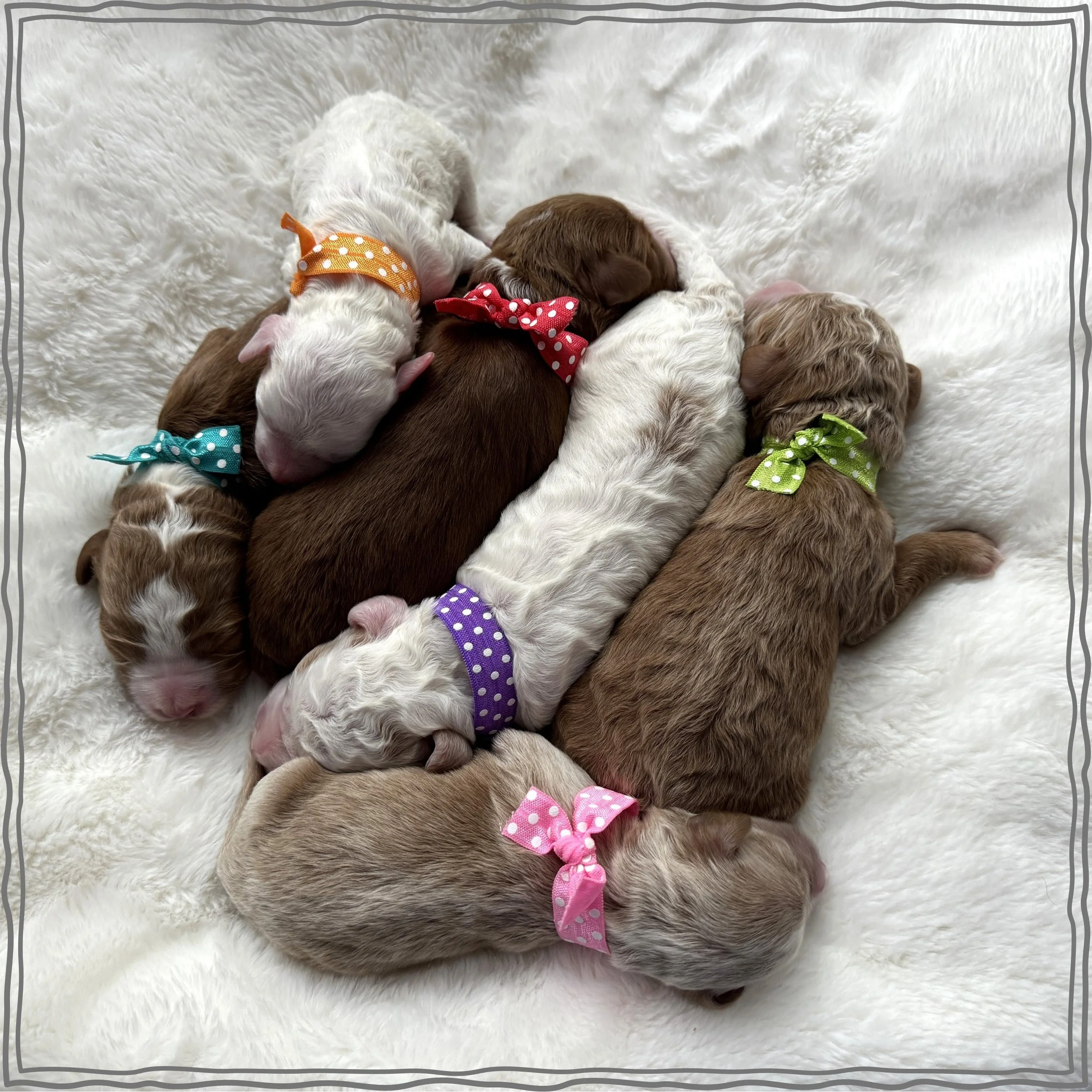 月光爪哇　Pups Pets Alive Booty Shakin' Pups (Frenchie & Dachshund) by ZURU 2